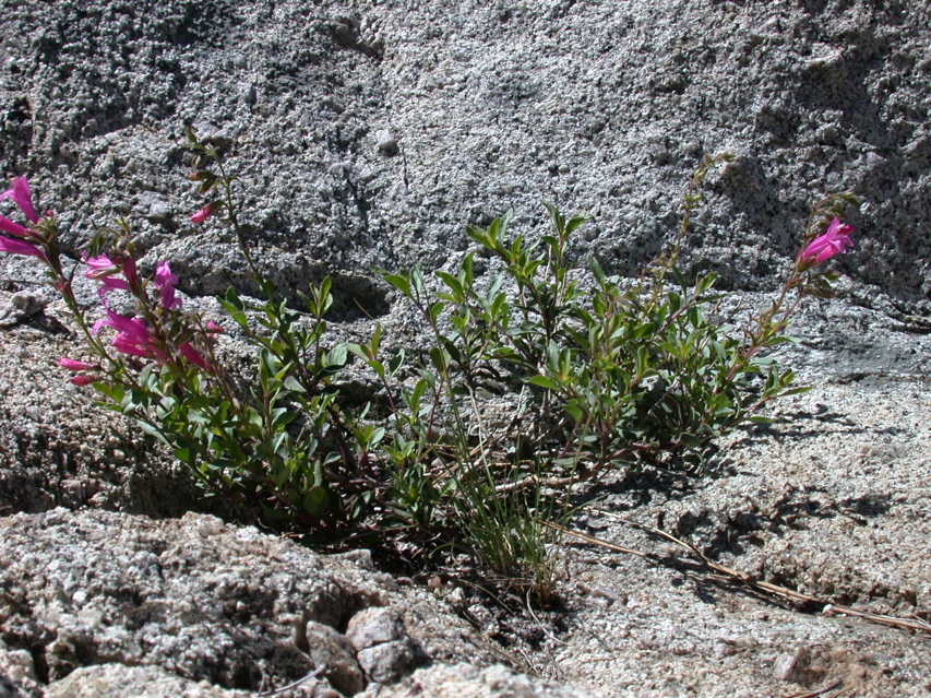 Wildflowers